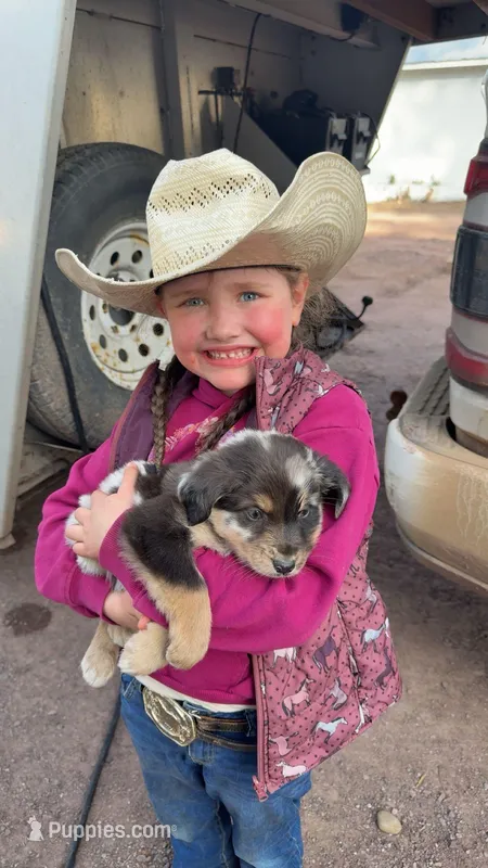 Puppy #1 – Australian Shepherd puppy for sale in Willow River, MN