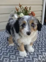 Lily, a female Miniature Aussiedoodle for sale in Sugarcreek, OH – 7 of 10