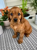 Marley, a female Miniature Golden Retriever for sale in Sugarcreek, OH – 6 of 9