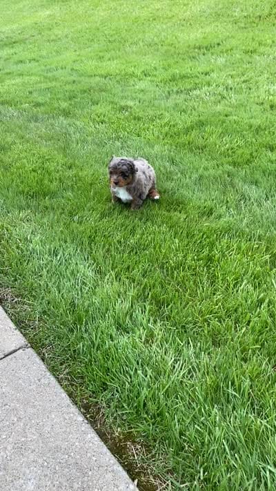 Ozzie, a male Miniature Aussiedoodle for sale in Sugarcreek, OH – 8 of 8