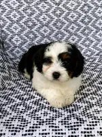 Bella, a female Miniature Aussiedoodle for sale in Sugarcreek, OH – 2 of 9