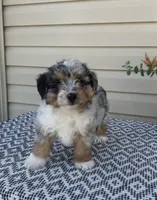 Dexter , a male Miniature Aussiedoodle for sale in Sugarcreek, OH – 7 of 9