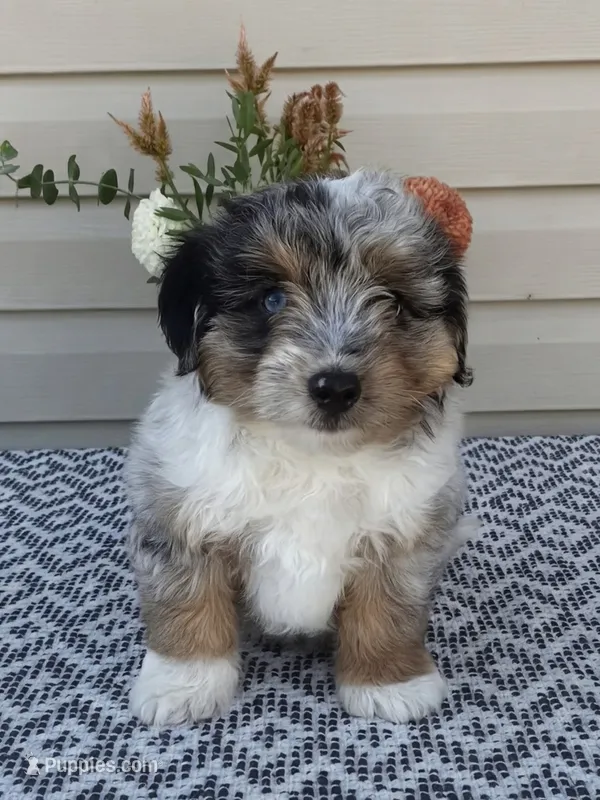Dexter  – Miniature Aussiedoodle puppy for sale in Sugarcreek, OH
