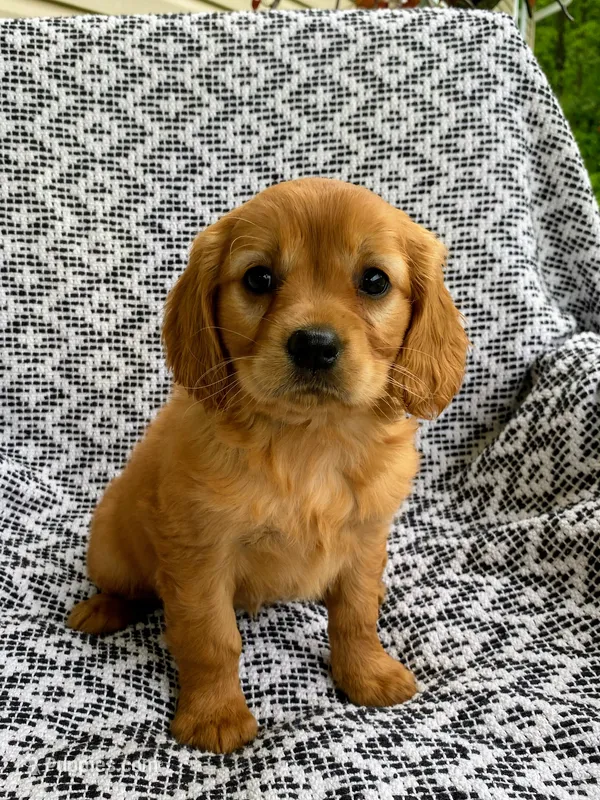 Maple – Miniature Golden Retriever puppy for sale in Sugarcreek, OH