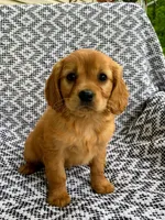 Maple, a female Miniature Golden Retriever for sale in Sugarcreek, OH – 1 of 8