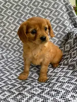 Muffin , a female Miniature Golden Retriever for sale in Sugarcreek, OH – 4 of 8