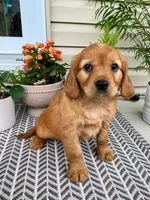 Milo, a male Miniature Golden Retriever for sale in Sugarcreek, OH – 5 of 8
