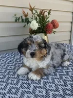 Dexter , a male Miniature Aussiedoodle for sale in Sugarcreek, OH – 5 of 9