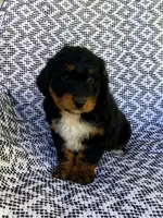 Ranger, a male Miniature Aussiedoodle for sale in Sugarcreek, OH – 1 of 4