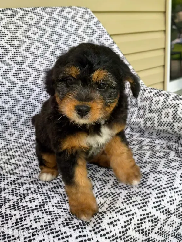 Tabby – Miniature Aussiedoodle puppy for sale in Sugarcreek, OH