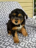 Tabby, a female Miniature Aussiedoodle for sale in Sugarcreek, OH – 1 of 8