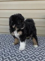 Parker, a male Miniature Aussiedoodle for sale in Sugarcreek, OH – 4 of 10