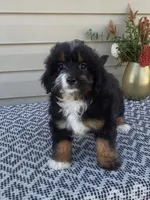 Remi, a female Miniature Aussiedoodle for sale in Sugarcreek, OH – 2 of 9