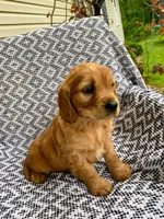 Moose, a male Miniature Golden Retriever for sale in Sugarcreek, OH – 5 of 6