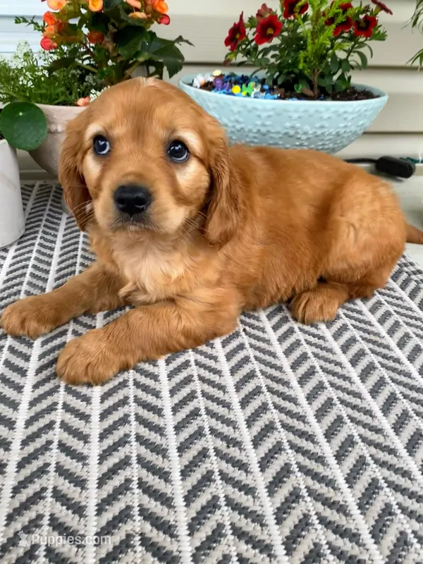 Milo – Miniature Golden Retriever puppy for sale in Sugarcreek, OH
