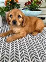 Milo, a male Miniature Golden Retriever for sale in Sugarcreek, OH – 1 of 8