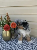Dexter , a male Miniature Aussiedoodle for sale in Sugarcreek, OH – 4 of 9