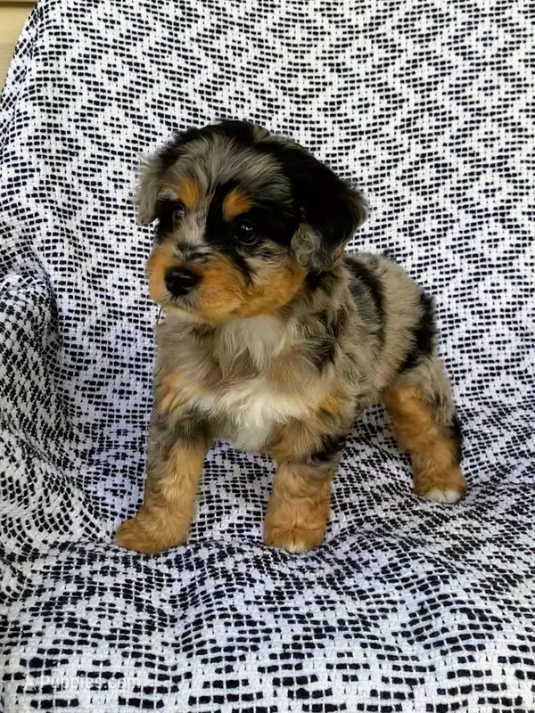 Chloe – Miniature Aussiedoodle puppy for sale in Sugarcreek, OH