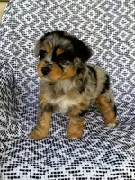 Chloe, a female Miniature Aussiedoodle for sale in Sugarcreek, OH – 1 of 8