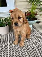 Maggie, a female Miniature Golden Retriever for sale in Sugarcreek, OH – 4 of 7