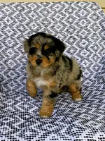 Chloe, a female Miniature Aussiedoodle for sale in Sugarcreek, OH – 4 of 8