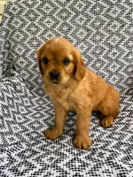 Millie, a female Miniature Golden Retriever for sale in Sugarcreek, OH – 6 of 9