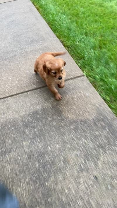 Milo, a male Miniature Golden Retriever for sale in Sugarcreek, OH – 8 of 8