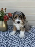 Mickey , a female Miniature Aussiedoodle for sale in Sugarcreek, OH – 7 of 10