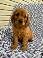 Max, a male Miniature Golden Retriever for sale in Sugarcreek, OH – 4 of 7