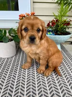Millie, a female Miniature Golden Retriever for sale in Sugarcreek, OH – 2 of 9
