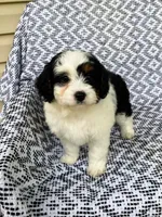 Bella, a female Miniature Aussiedoodle for sale in Sugarcreek, OH – 6 of 9