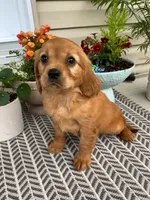 Maple, a female Miniature Golden Retriever for sale in Sugarcreek, OH – 3 of 8