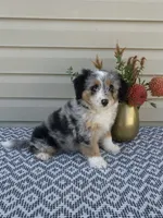 Lily, a female Miniature Aussiedoodle for sale in Sugarcreek, OH – 2 of 10