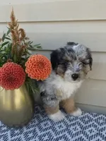 Dexter , a male Miniature Aussiedoodle for sale in Sugarcreek, OH – 6 of 9