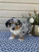 Dexter , a male Miniature Aussiedoodle for sale in Sugarcreek, OH – 3 of 9