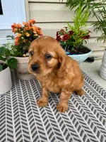 Murphy, a male Miniature Golden Retriever for sale in Sugarcreek, OH – 3 of 6