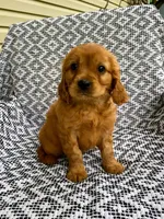 Murphy, a male Miniature Golden Retriever for sale in Sugarcreek, OH – 5 of 6