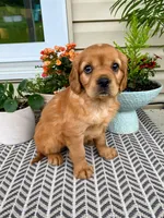 Millie, a female Miniature Golden Retriever for sale in Sugarcreek, OH – 5 of 9