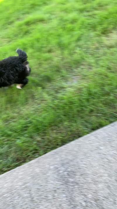 Parker, a male Miniature Aussiedoodle for sale in Sugarcreek, OH – 8 of 10