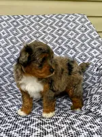 Ozzie, a male Miniature Aussiedoodle for sale in Sugarcreek, OH – 7 of 8