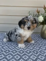 Dexter , a male Miniature Aussiedoodle for sale in Sugarcreek, OH – 2 of 9