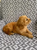 Maggie, a female Miniature Golden Retriever for sale in Sugarcreek, OH – 6 of 7