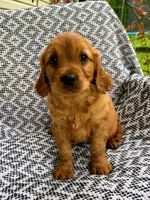 Max, a male Miniature Golden Retriever for sale in Sugarcreek, OH – 2 of 7