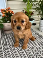Maple, a female Miniature Golden Retriever for sale in Sugarcreek, OH – 4 of 8
