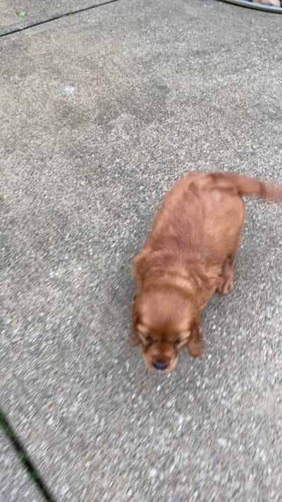 Marley, a female Miniature Golden Retriever for sale in Sugarcreek, OH – 9 of 9