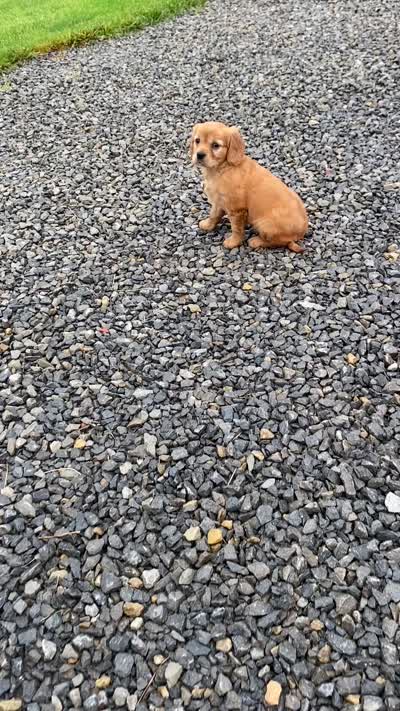 Maple, a female Miniature Golden Retriever for sale in Sugarcreek, OH – 8 of 8