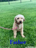 Amber, a female Miniature Aussiedoodle for sale in Sugarcreek, OH – 10 of 10