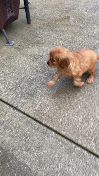 Murphy, a male Miniature Golden Retriever for sale in Sugarcreek, OH – 6 of 6