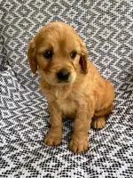 Maggie, a female Miniature Golden Retriever for sale in Sugarcreek, OH – 1 of 7