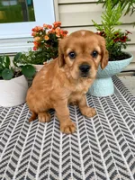 Millie, a female Miniature Golden Retriever for sale in Sugarcreek, OH – 4 of 9